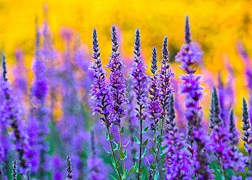 《星刃》角色被刻意打造得理想且美丽：人类完美化身